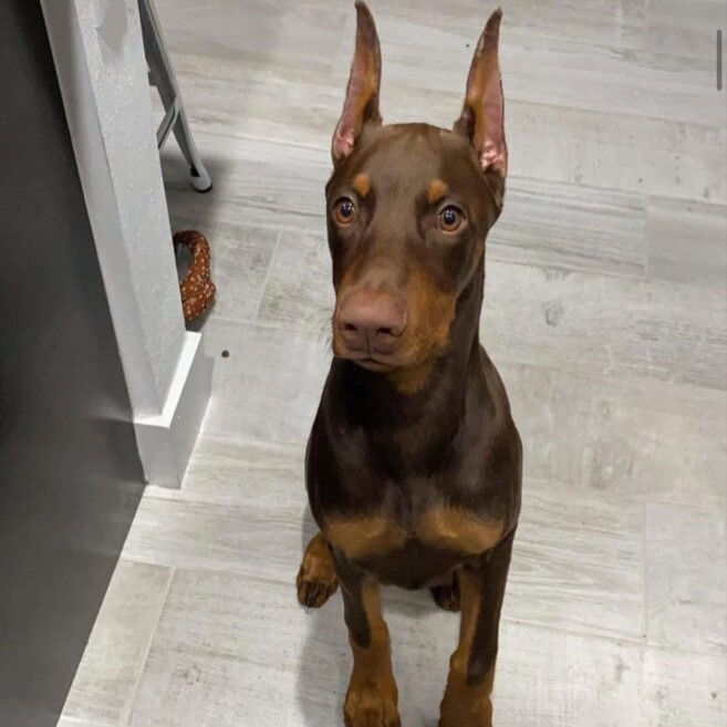 Doberman Puppies For Sale