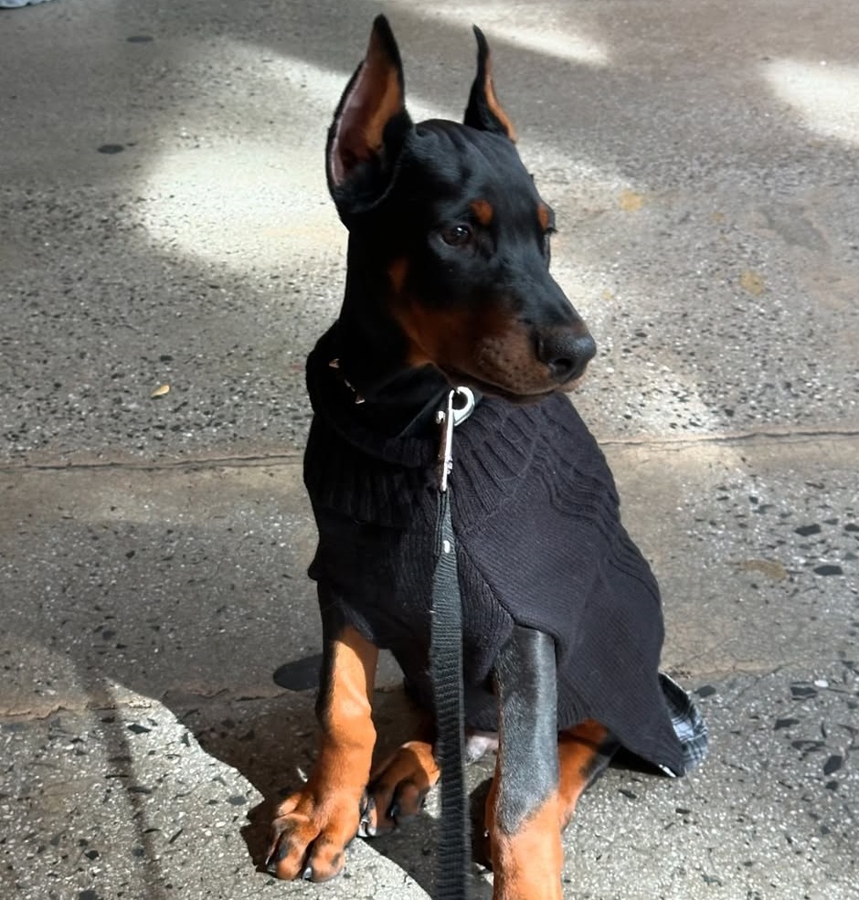 Doberman Puppies For Sale