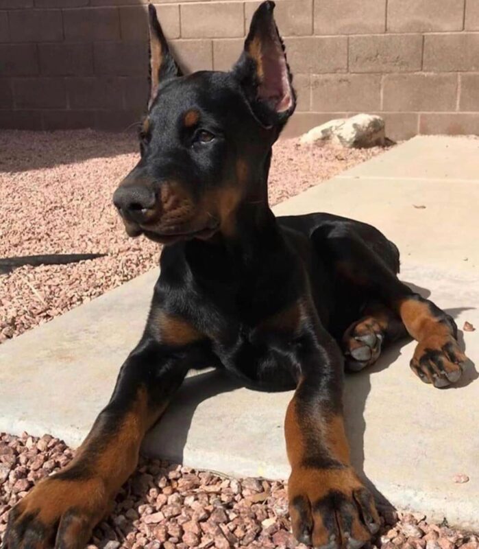 Doberman Puppies For Sale