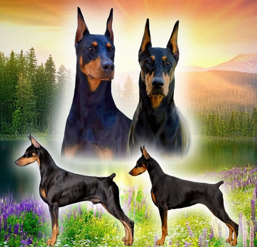 Doberman puppies for sale