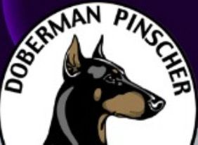 Doberman Puppies For Sale