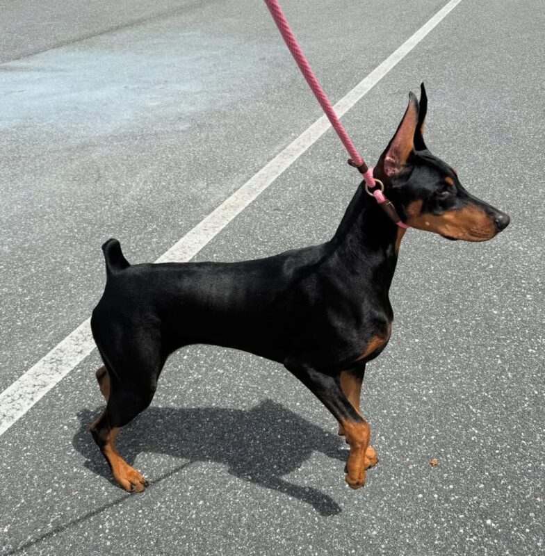 Doberman puppies for sale